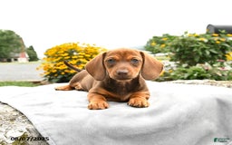 Miniature Dachshund dogs for sale: Cinnamon - Image 1