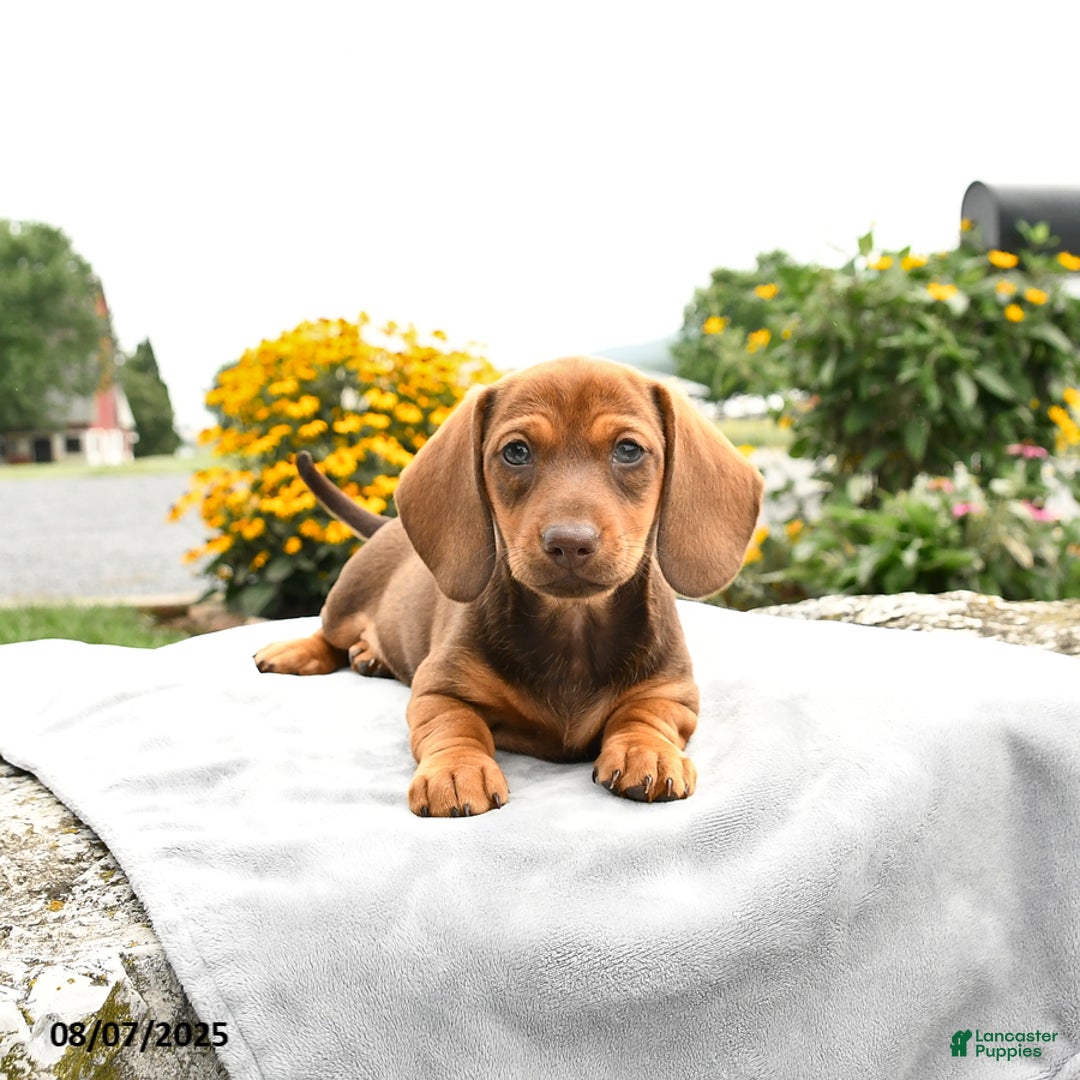 Miniature Dachshund dogs for sale: Cinnamon - Image 1