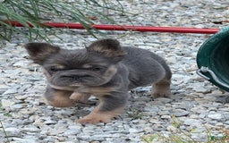 French Bulldog dogs for sale: Blue - Image 6