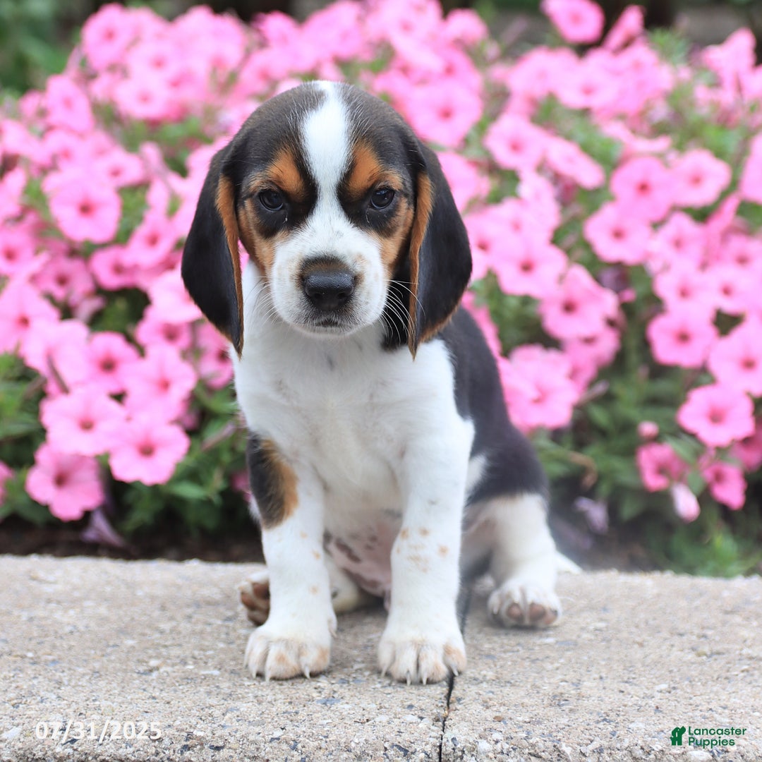 Beagle dogs for sale: Andrew - Image 2