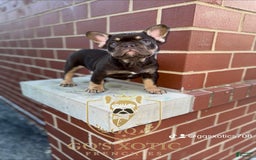 French Bulldog dogs for sale: Amara - Image 7