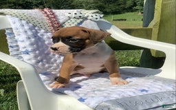 Boxer dogs for sale: Sammy - Image 3