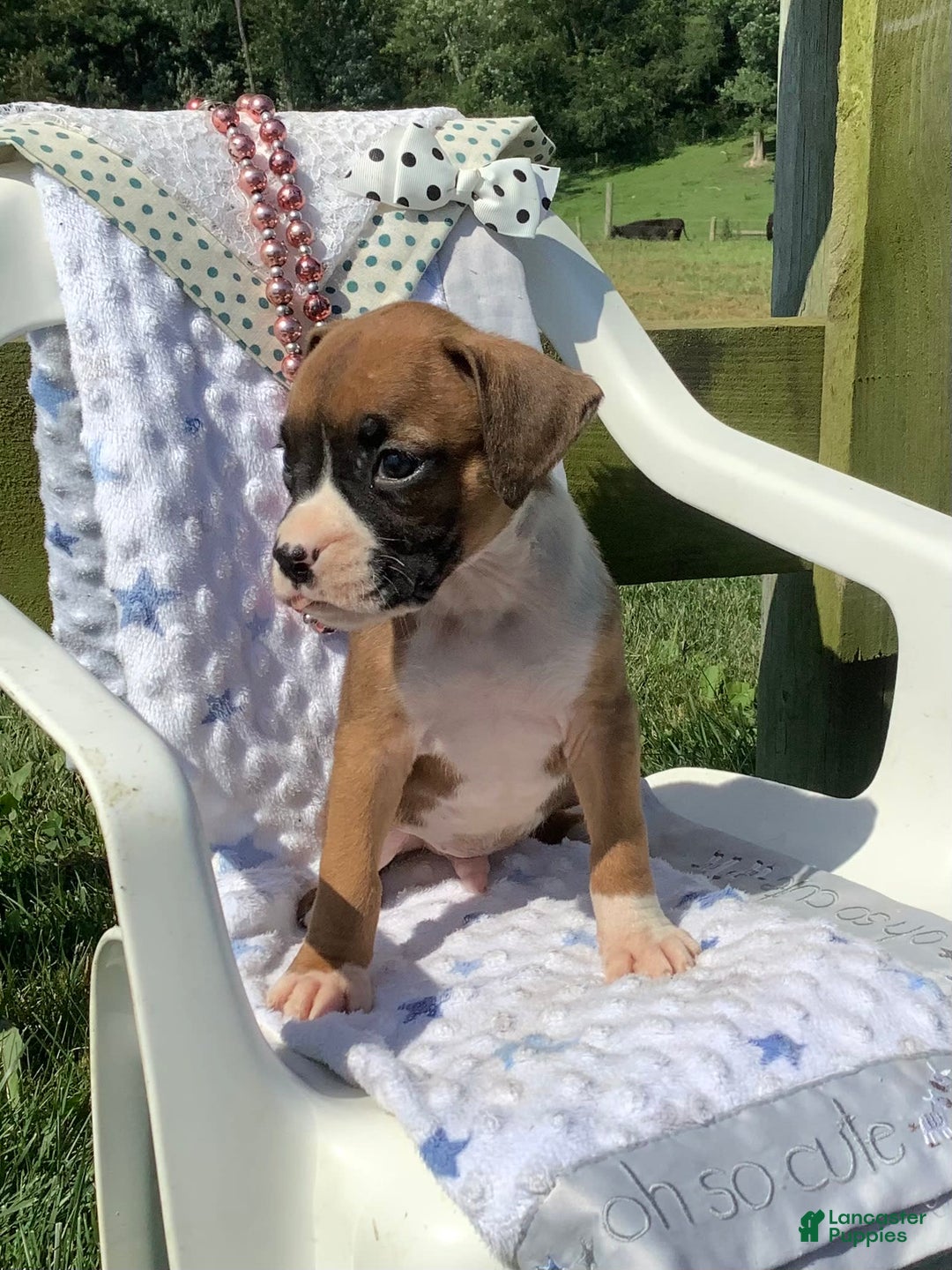Boxer dogs for sale: Sammy - Image 3