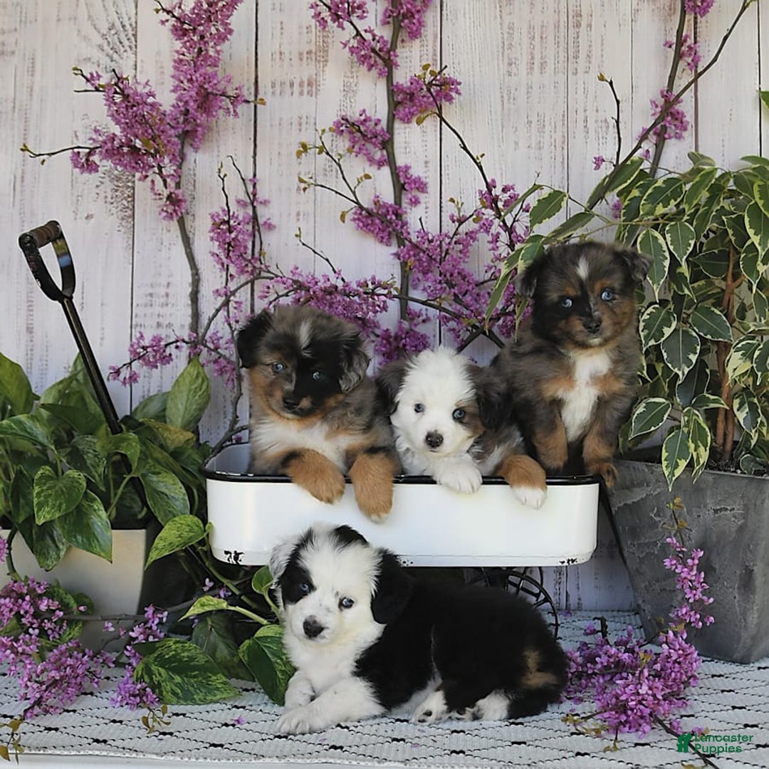 Miniature Australian Shepherd dogs for sale: Axel Toy - Image 16