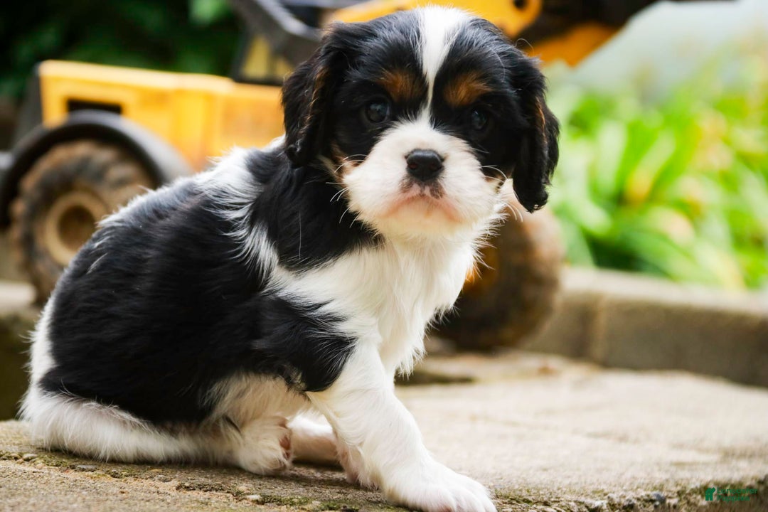 Cavalier King Charles Spaniel dogs for sale: Nero - Image 20