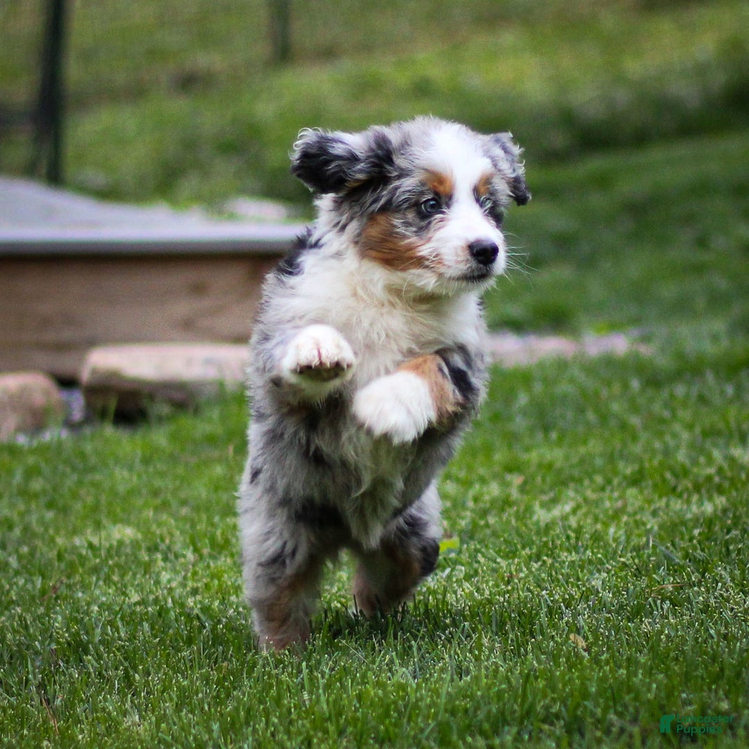 Mini Bernedoodle dogs for sale: Noli - Image 9