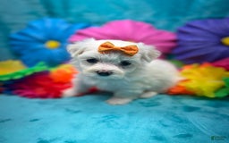 Maltese dogs for sale: AKC orange bow - Image 4