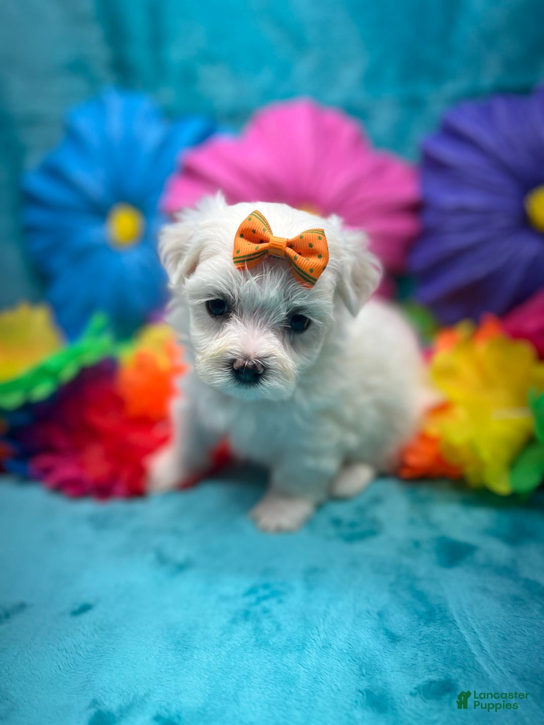 Maltese dogs for sale: AKC orange bow - Image 4