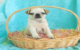 Pug dogs for sale: Penny - Image 5