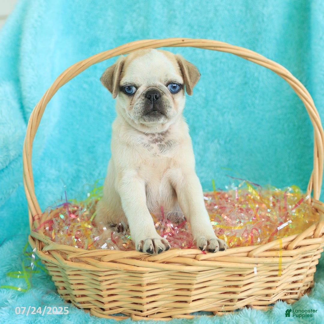 Pug dogs for sale: Penny - Image 5