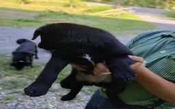 Norwegian Elkhound dogs for sale: Trissy - Image 2