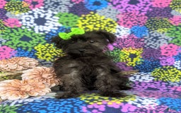 Morkie dogs for sale: Zia Hypoallergenic - Image 8