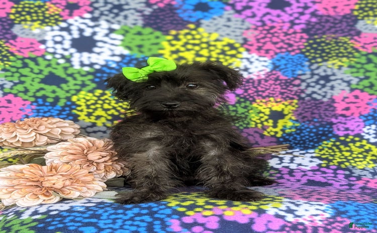 Morkie dogs for sale - Ad 4
