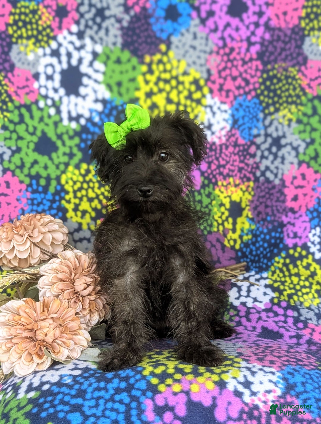 Morkie dogs for sale: Zia Hypoallergenic - Image 8