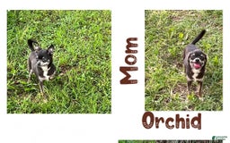 Chihuahua dogs for sale: Fancy Stance - Image 30
