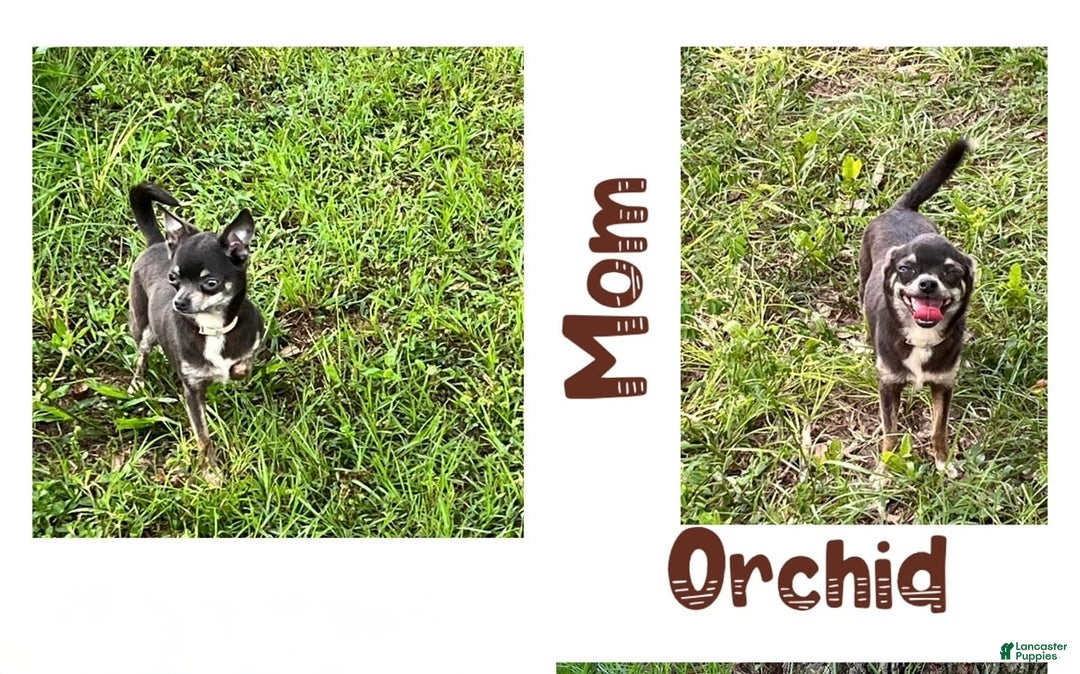 Chihuahua dogs for sale: Fancy Stance - Image 30