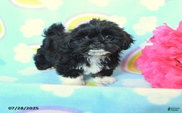 Teddy Bear dogs for sale: Snickers - Image 3