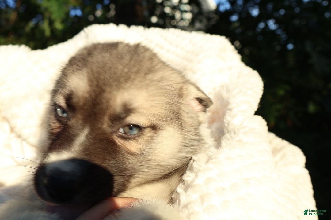 Gerberian Shepsky dogs for sale: Bella - Image 4
