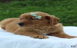 Golden Retriever dogs for sale: Amber - Image 4