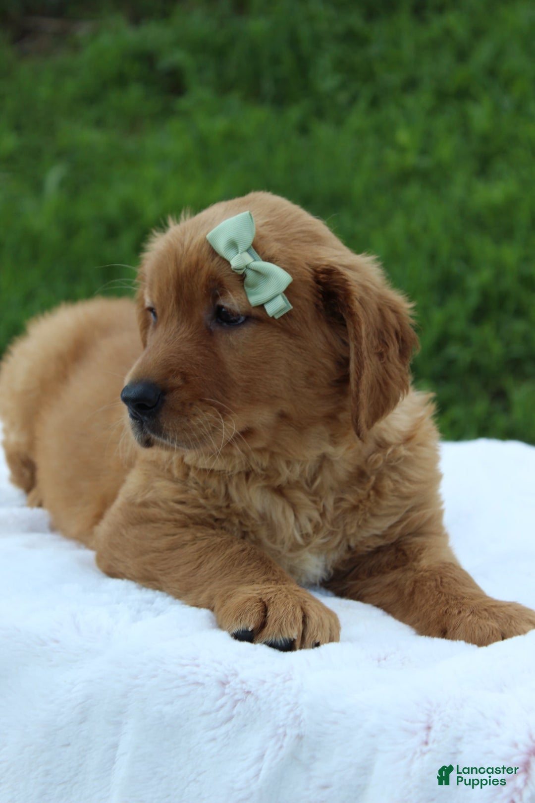 Golden Retriever dogs for sale: Amber - Image 4