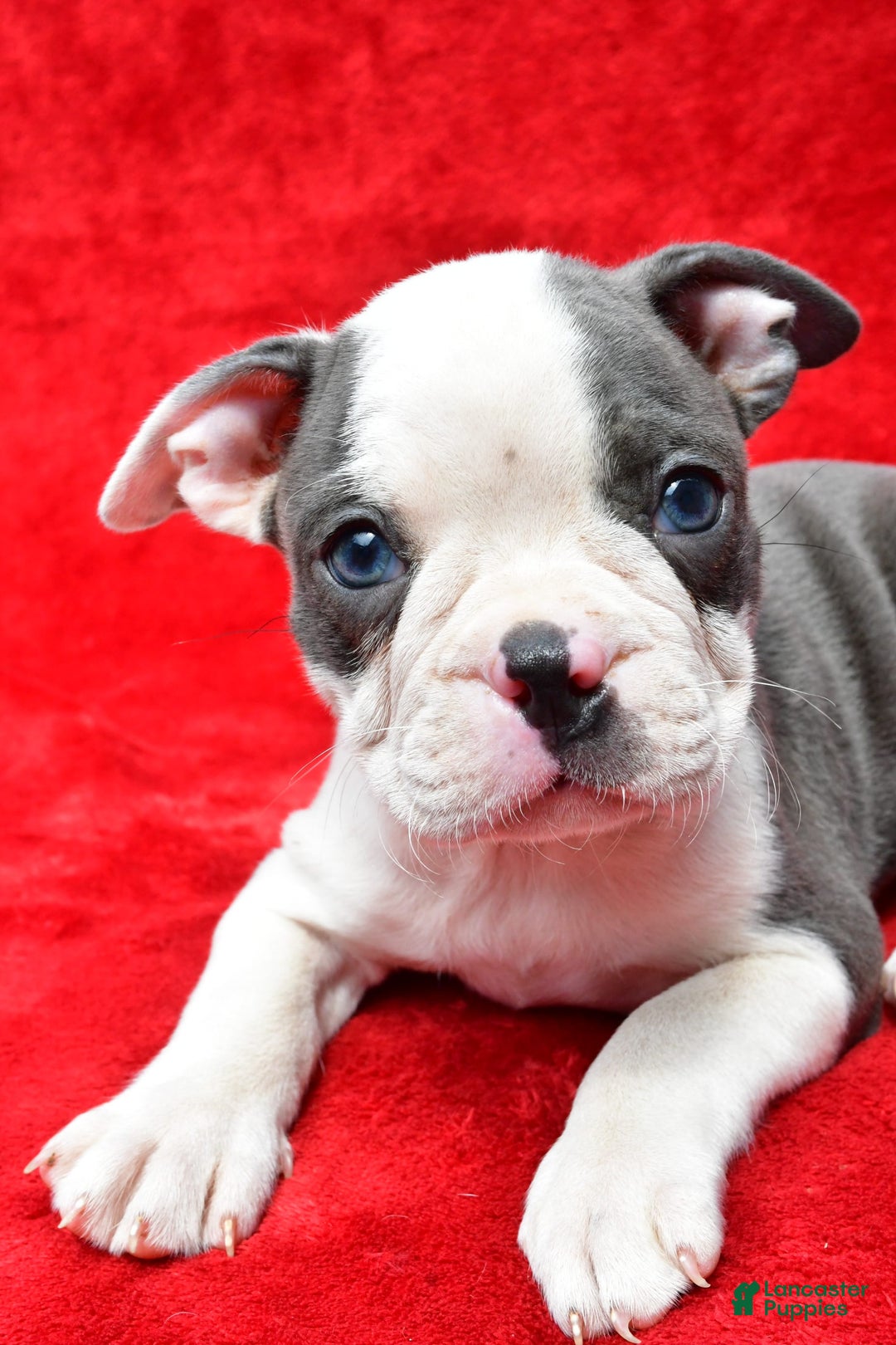 Boston Terrier dogs for sale: Jethro - Image 2
