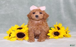 Miniature Poodle dogs for sale: Vanessa - Image 3