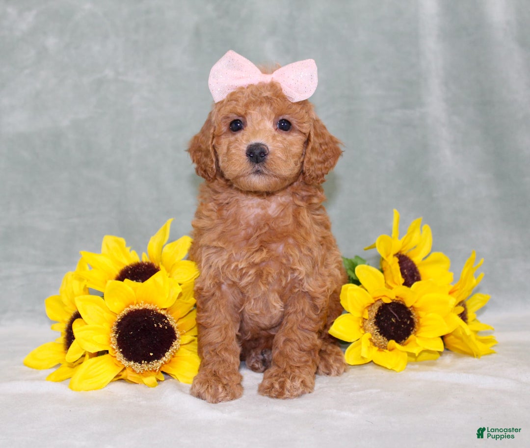 Miniature Poodle dogs for sale: Vanessa - Image 3