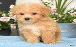 Bichpoo dogs for sale: Stella - Image 1