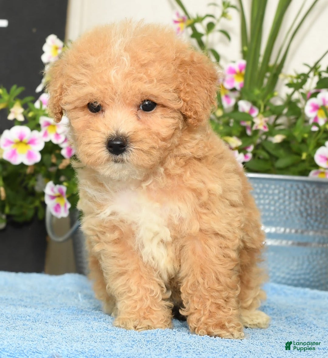 Bichpoo dogs for sale: Stella - Image 1