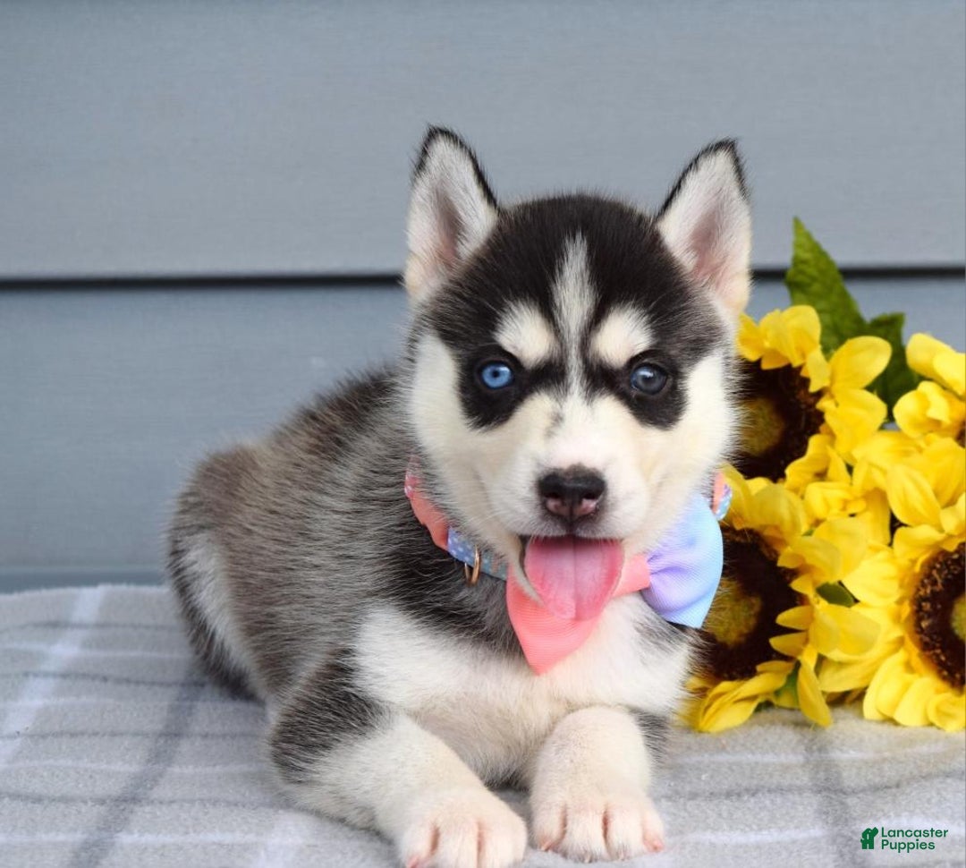Siberian Husky dogs for sale: Cassandra - Image 8