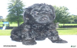 Yorkiepoo dogs for sale: Mack - Image 8