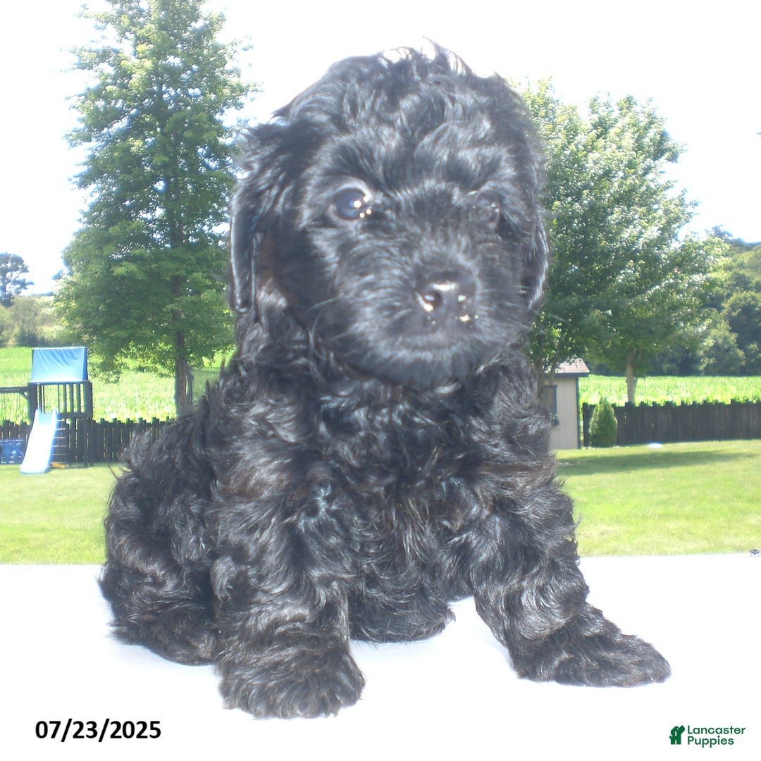 Yorkiepoo dogs for sale: Mack - Image 8