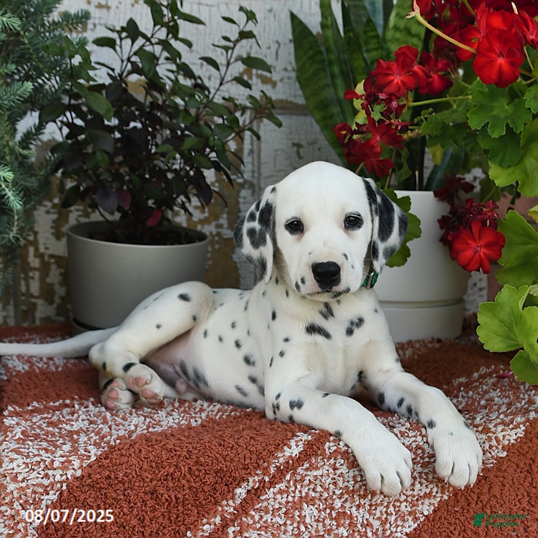 Dalmatian dogs for sale: Oscar - Image 1