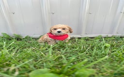 Bichpoo dogs for sale: Cashton - Image 6