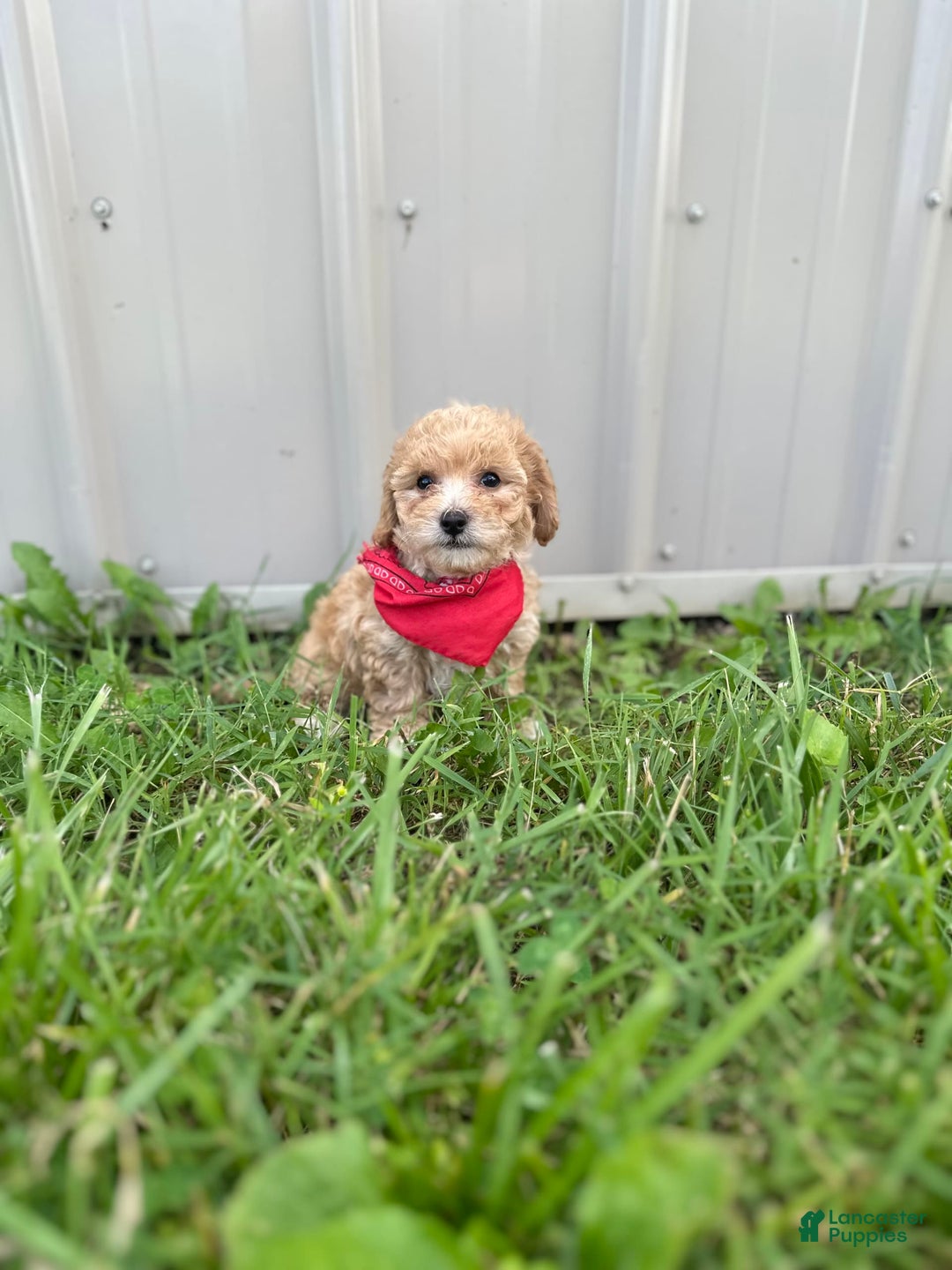 Bichpoo dogs for sale: Cashton - Image 6