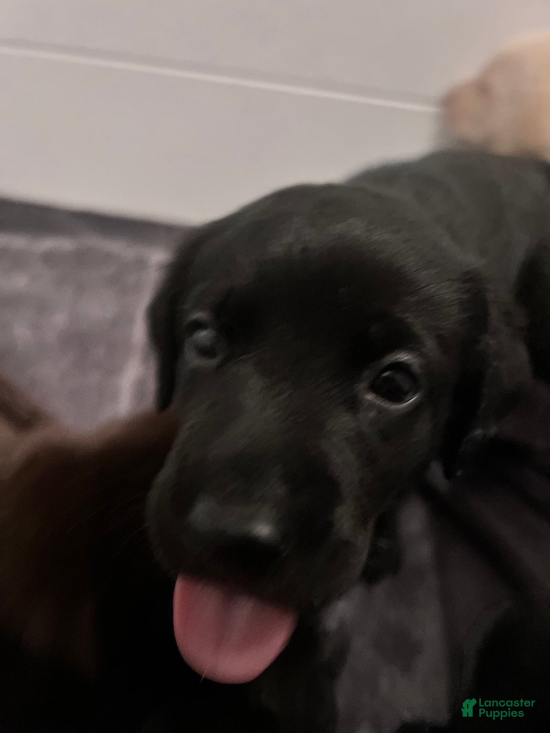 Labrador Retriever dogs for sale: Pepper - Image 4