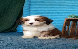 Havanese dogs for sale: Dolly - Image 3