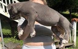 Cane Corso dogs for sale: Cane Corso 4 puppies - Image 3