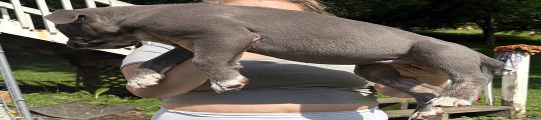 Moose