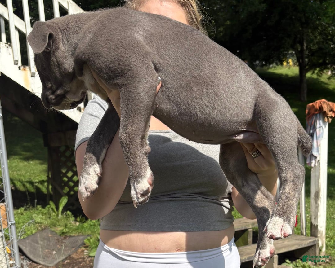 Cane Corso dogs for sale: Cane Corso 4 puppies - Image 3