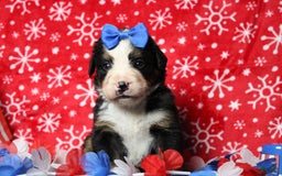 Bernese Mountain Dog dogs for sale: Pebbles - Image 58