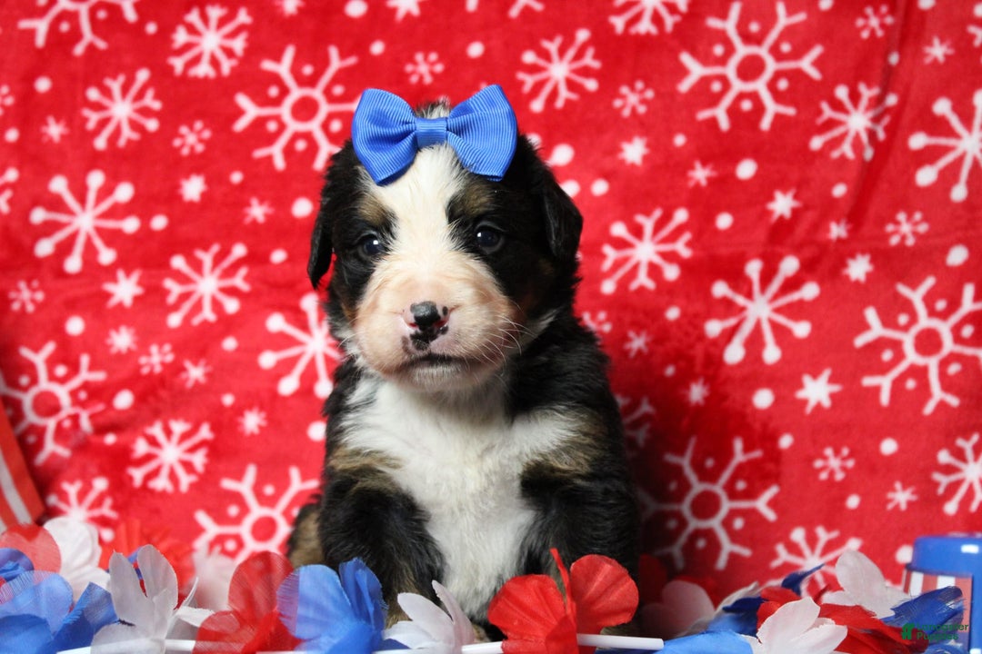 Bernese Mountain Dog dogs for sale: Pebbles - Image 58