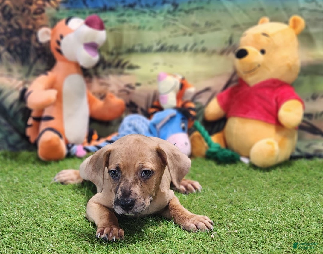 Catahoula Leopard Dog dogs for sale: Houdini 2025 Female 1 - Image 2