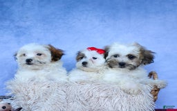Shihpoo dogs for sale: Scarlett - Image 13