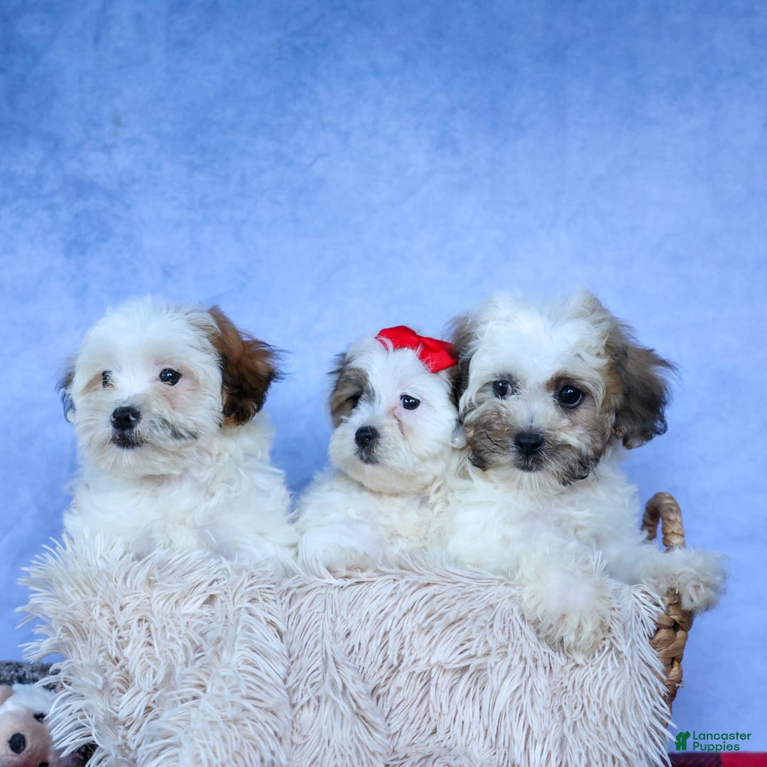 Shihpoo dogs for sale: Scarlett - Image 13