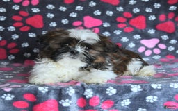 Shih Tzu dogs for sale: Everest - Image 12