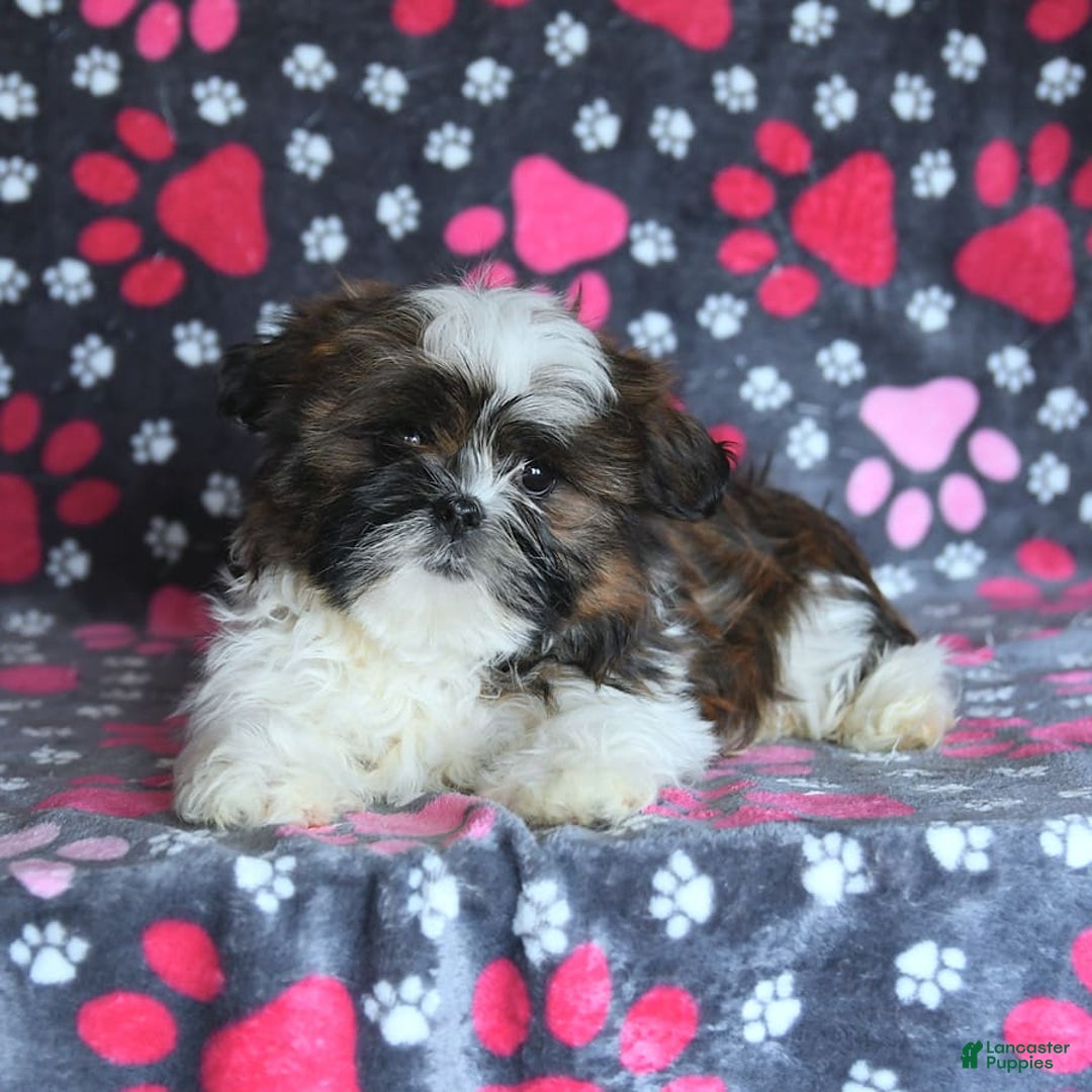 Shih Tzu dogs for sale: Everest - Image 12