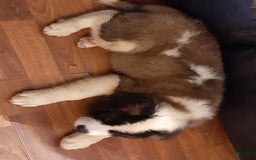 Saint Bernard dogs for sale: Jet - Image 1