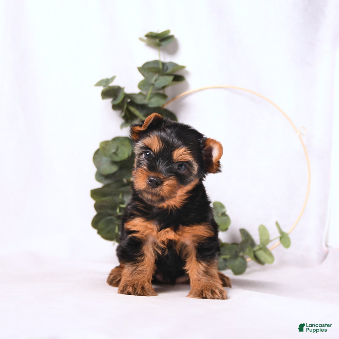 Yorkshire Terrier dogs for sale: Zara - Image 8