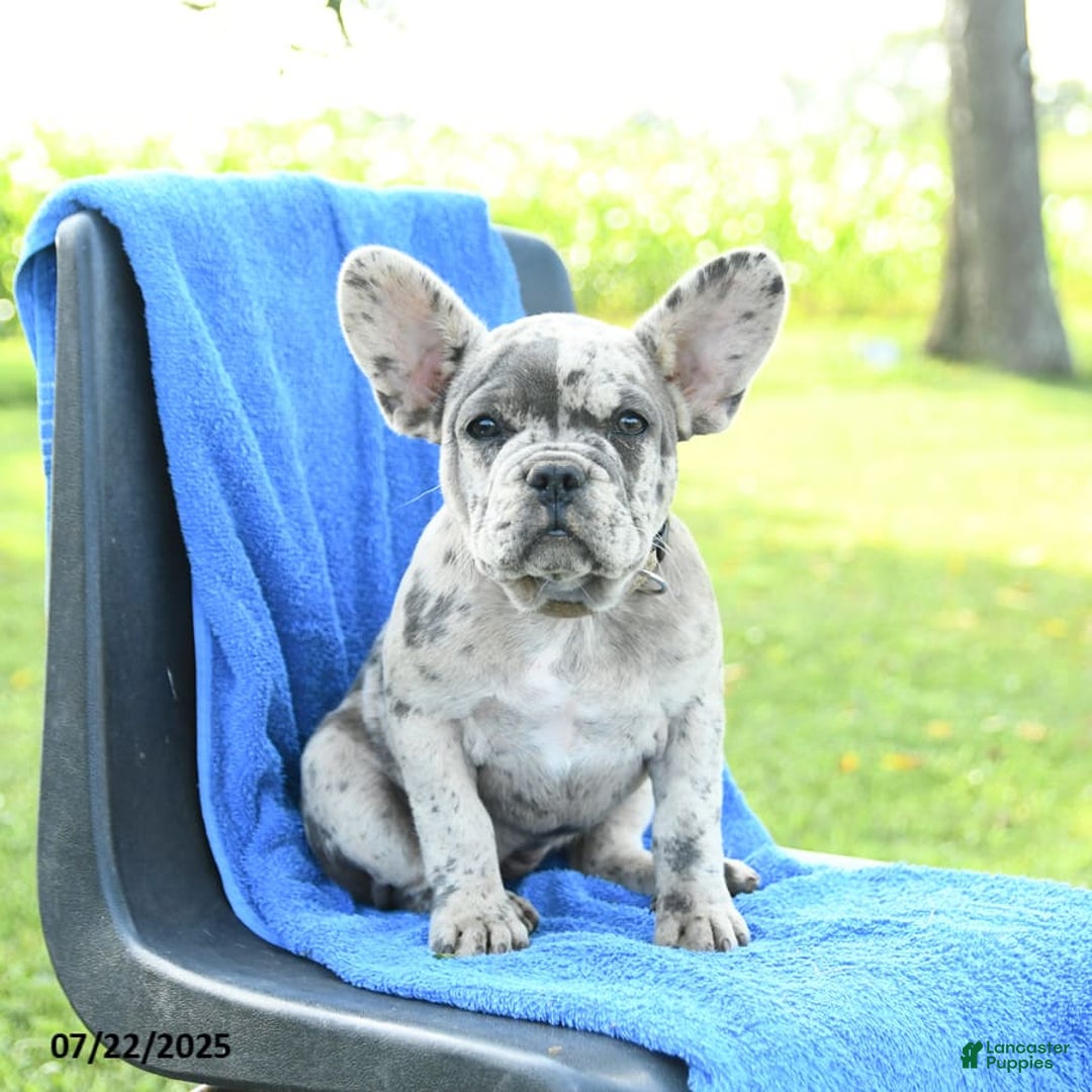 French Bulldog dogs for sale: Jemma - Image 7